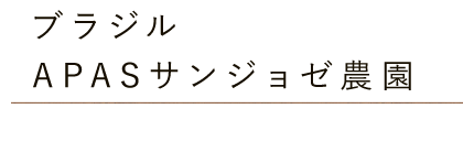 ブラジル APASサンジョゼ農園